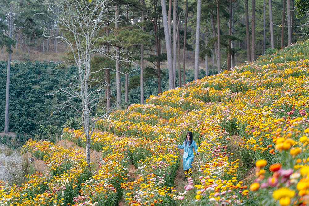 Cận cảnh hoa bất tử